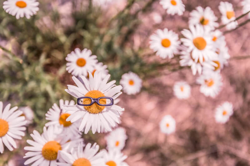 daisy with glasses | marketing personalization