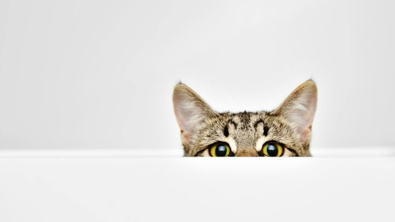 Cat curiously peeking out | marketing content raising unresolved questions